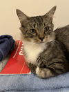 adoptable Cat in  named Samantha