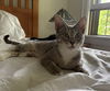 adoptable Cat in dublin, OH named Pearl