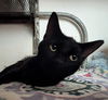 adoptable Cat in dublin, OH named Sirius Black