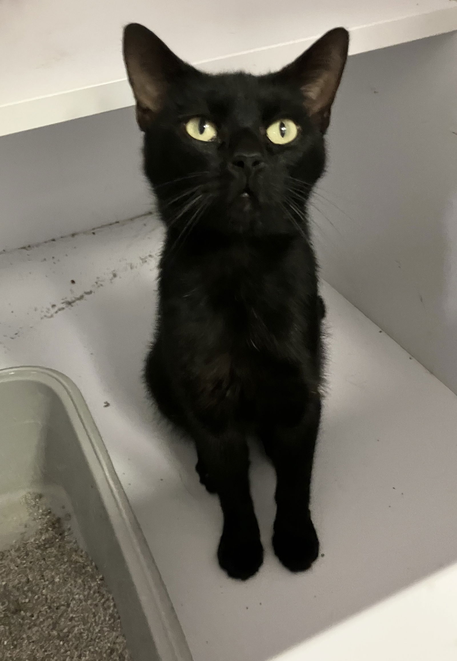 adoptable Cat in Dublin, OH named Sirius Black