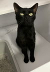 adoptable Cat in Dublin, OH named Sirius Black