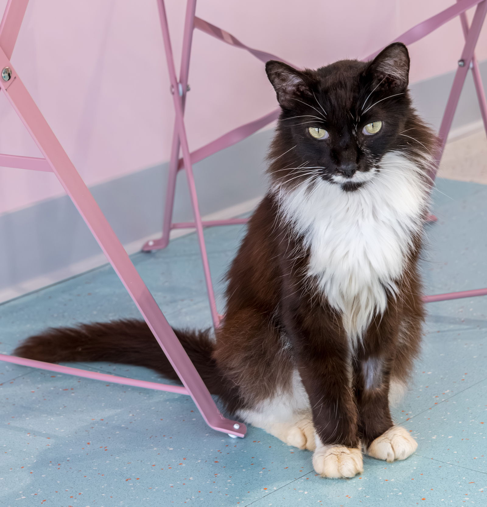 adoptable Cat in Columbus, OH named Canada - KBC