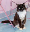 adoptable Cat in  named Canada - KBC
