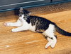 Elvis - KBC - Photo 20