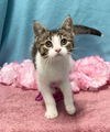 adoptable Cat in  named Elvis