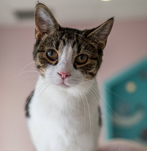 ELVIS - KBC - Tabby / Domestic Short Hair available for adoption