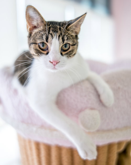 ELVIS - KBC - Tabby / Domestic Short Hair available for adoption