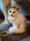 adoptable Cat in Dublin, OH named Anny