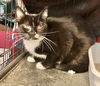adoptable Cat in dublin, OH named Story