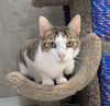 adoptable Cat in Dublin, OH named Tobias