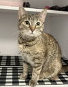 adoptable Cat in  named Lahaba