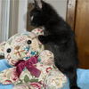adoptable Cat in dublin, OH named Cosette