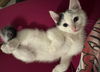 adoptable Cat in dublin, OH named Sage