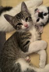 adoptable Cat in  named Gus