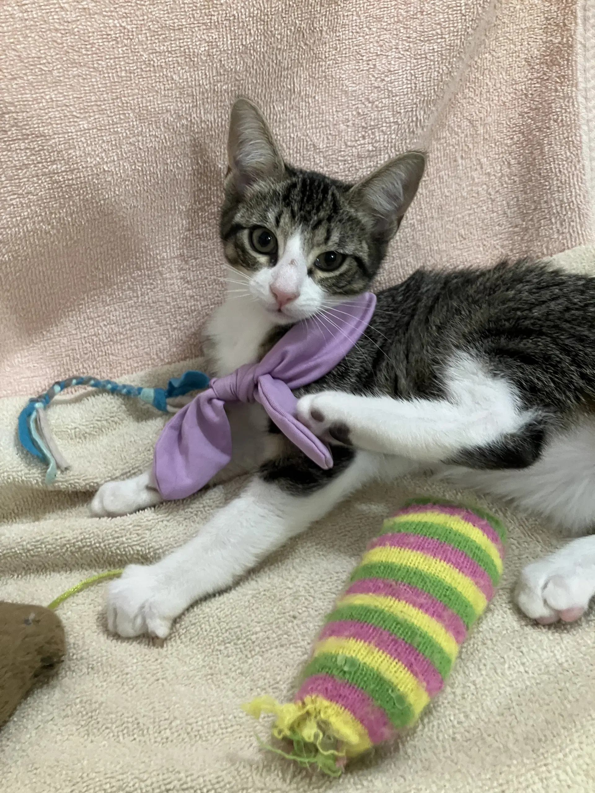 Gus image 3