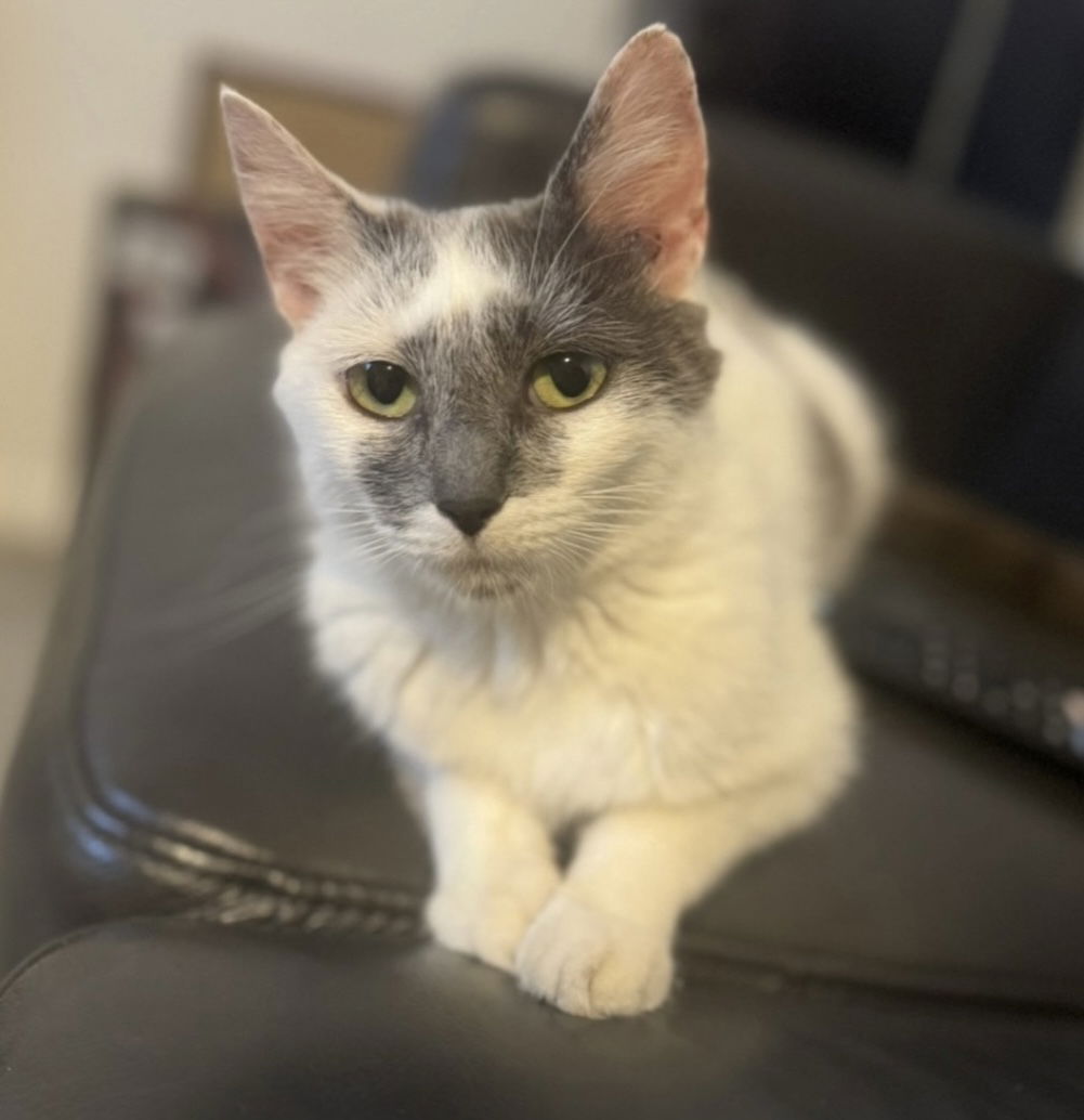 adoptable Cat in Columbus, OH named Kiwi