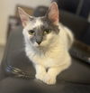 adoptable Cat in , OH named Kiwi