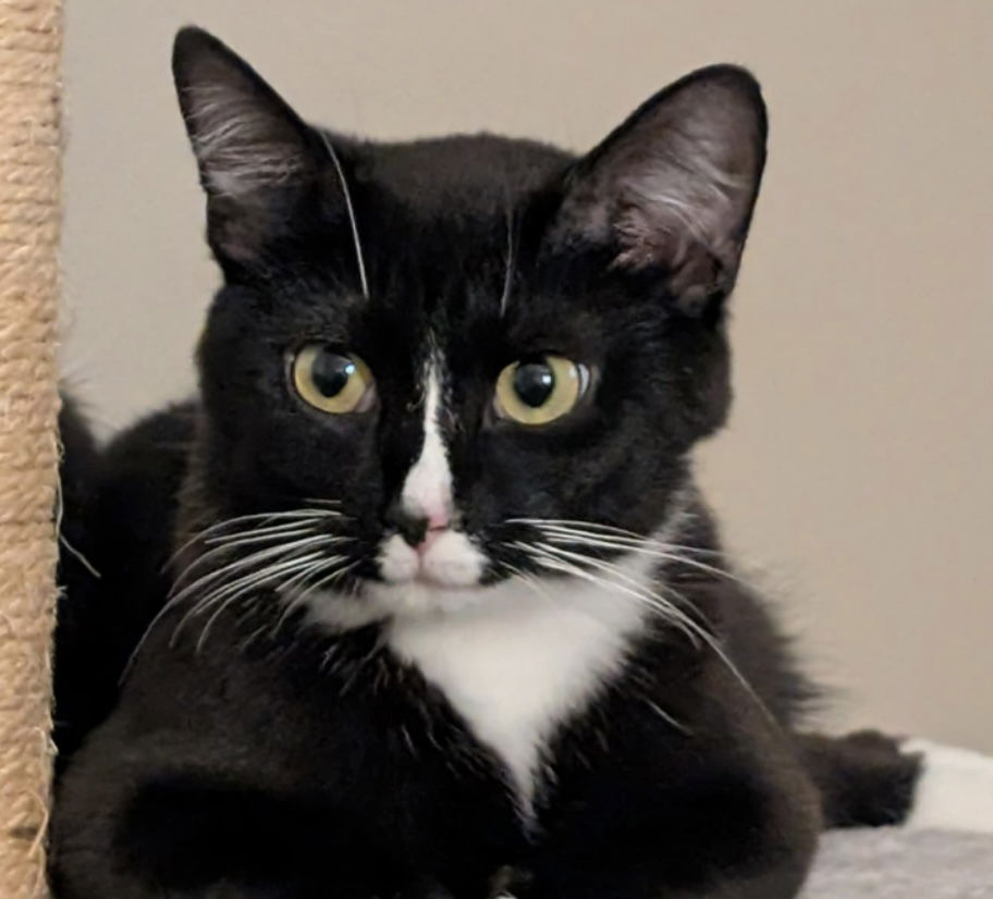 adoptable Cat in Dublin, OH named Venus