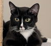 adoptable Cat in dublin, OH named Venus