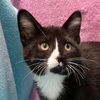 adoptable Cat in dublin, OH named Nova