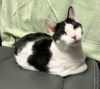 adoptable Cat in dublin, OH named Mack