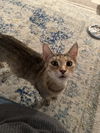adoptable Cat in  named Greta