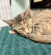 adoptable Cat in , OH named Greta