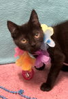 adoptable Cat in Dublin, OH named Carina