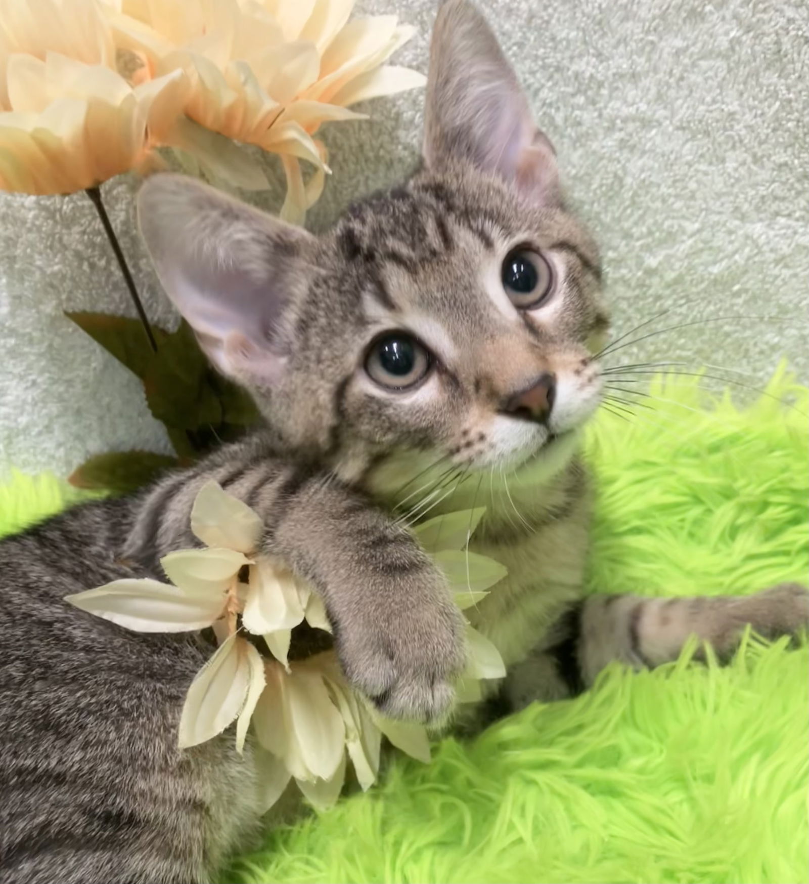 adoptable Cat in Dublin, OH named Jack 2