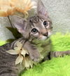 adoptable Cat in  named Jack 2