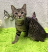 adoptable Cat in  named Max