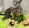adoptable Cat in  named Darla