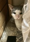 adoptable Cat in Dublin, OH named Cornelius
