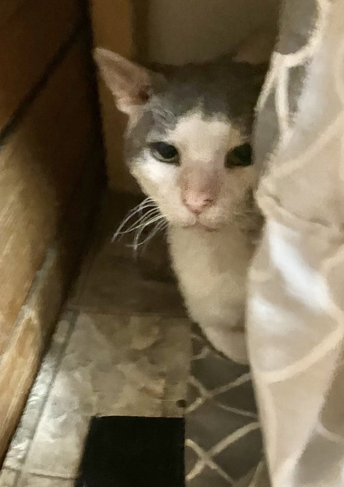 CORNELIUS - Domestic Short Hair available for adoption