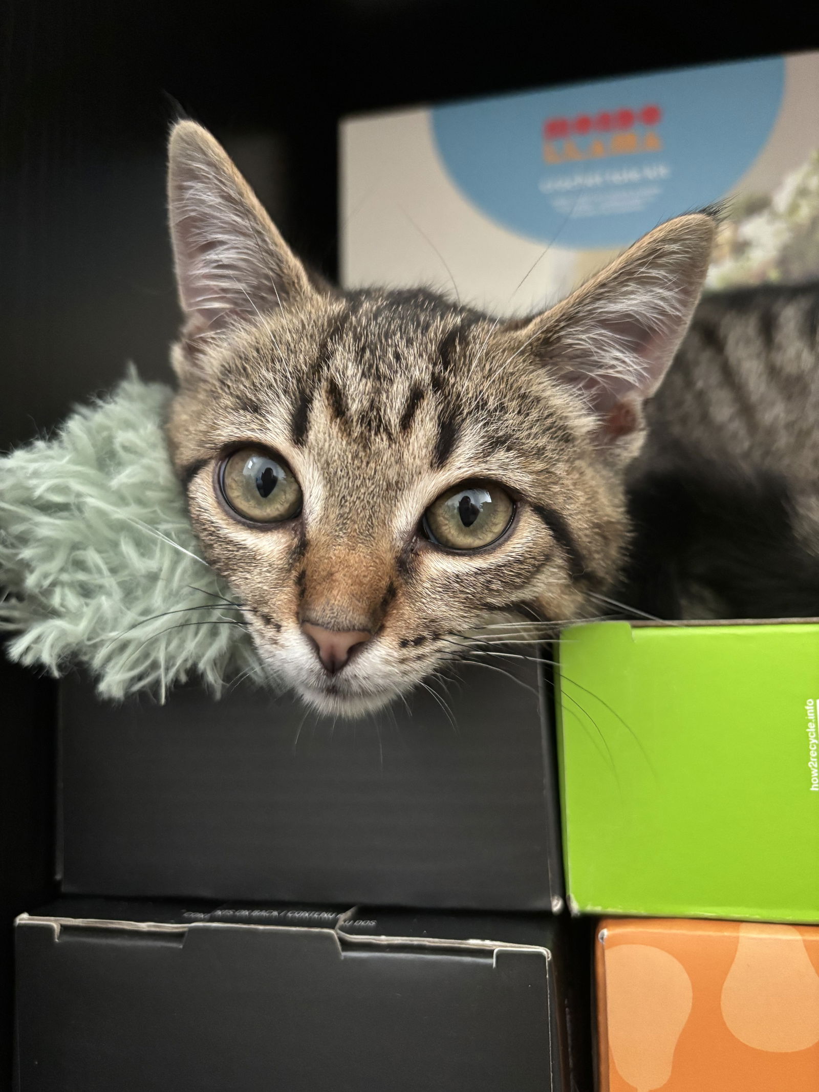 adoptable Cat in Dublin, OH named Cando