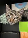 adoptable Cat in  named Cando