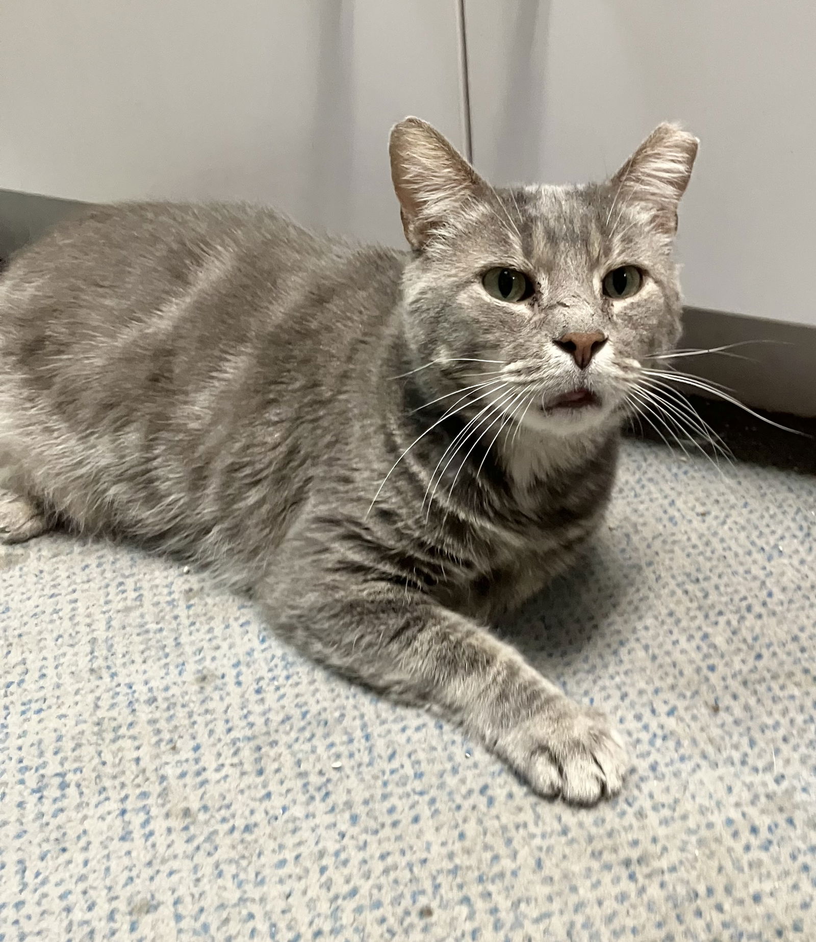 adoptable Cat in Columbus, OH named Wilbur