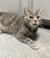 adoptable Cat in , OH named Wilbur