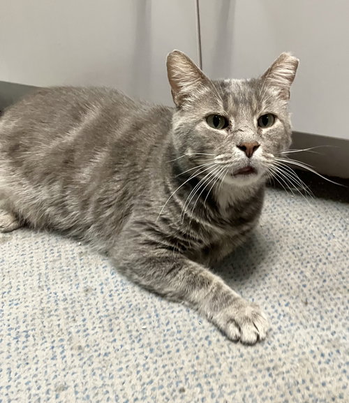 picture of the cat needing adoption