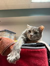 Wilbur - Photo 1