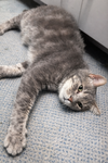 Wilbur - Photo 5