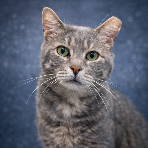 Wilbur, Adult Domestic Short Hair / Tabby / Mixed (short coat), cat for adoption in Lancaster, Ohio