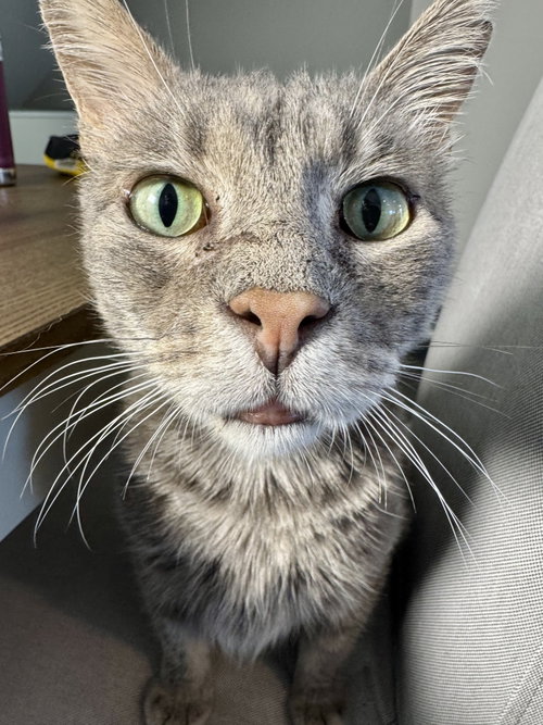 WILBUR - Domestic Short Hair / Tabby available for adoption