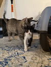adoptable Cat in dublin, OH named Delores