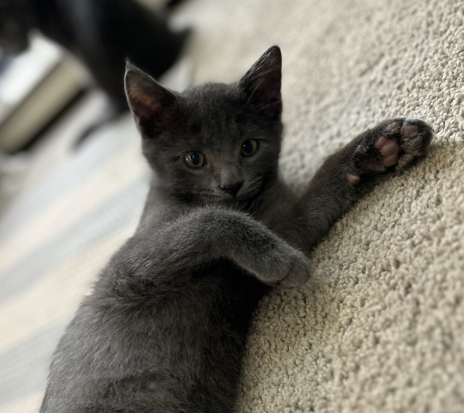 adoptable Cat in Dublin, OH named Newton