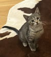 adoptable Cat in  named Timothy