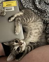 adoptable Cat in  named Fescue