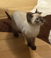 adoptable Cat in dublin, OH named Bermuda