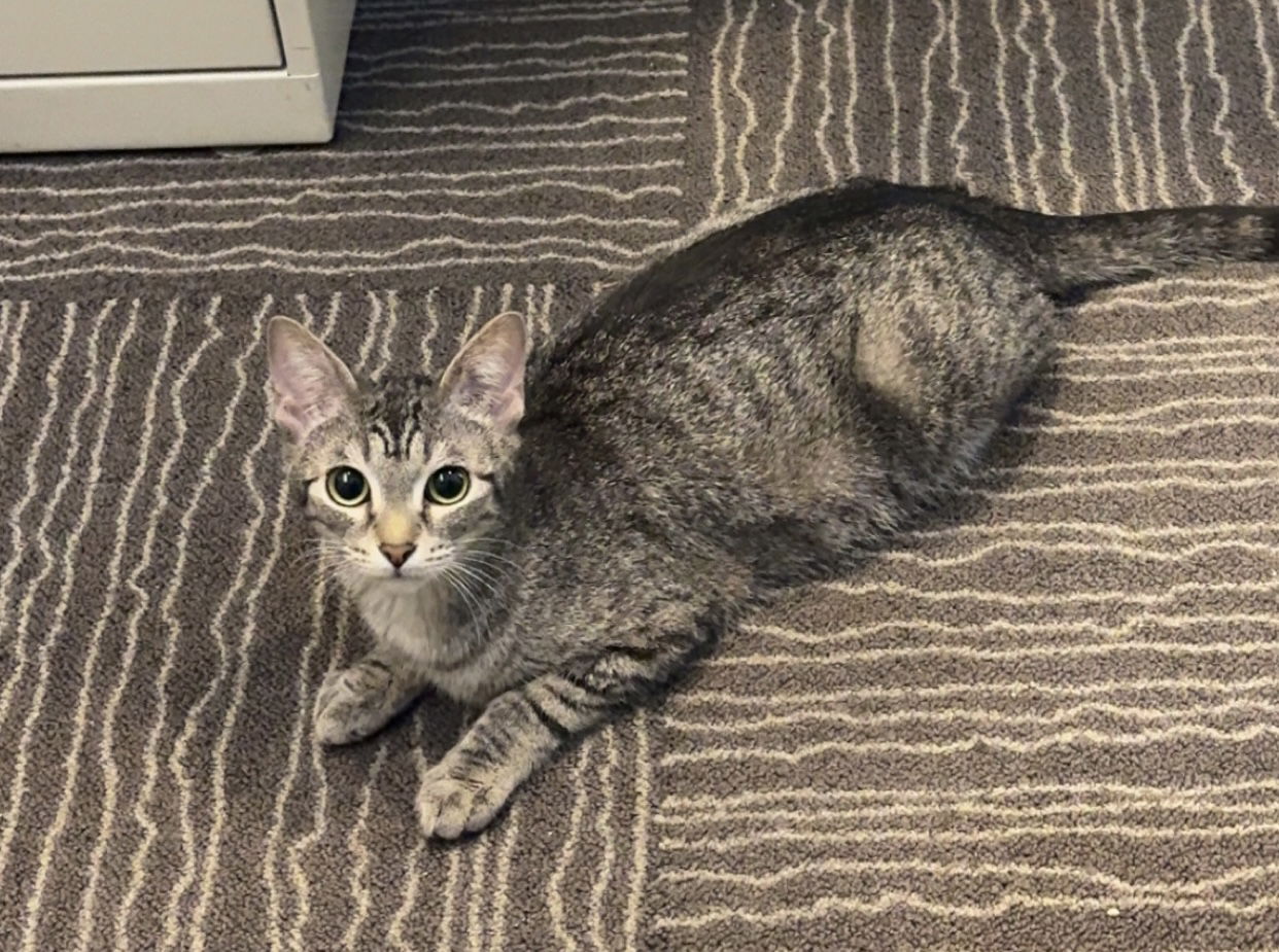adoptable Cat in Dublin, OH named Clover