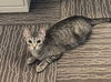 adoptable Cat in  named Clover